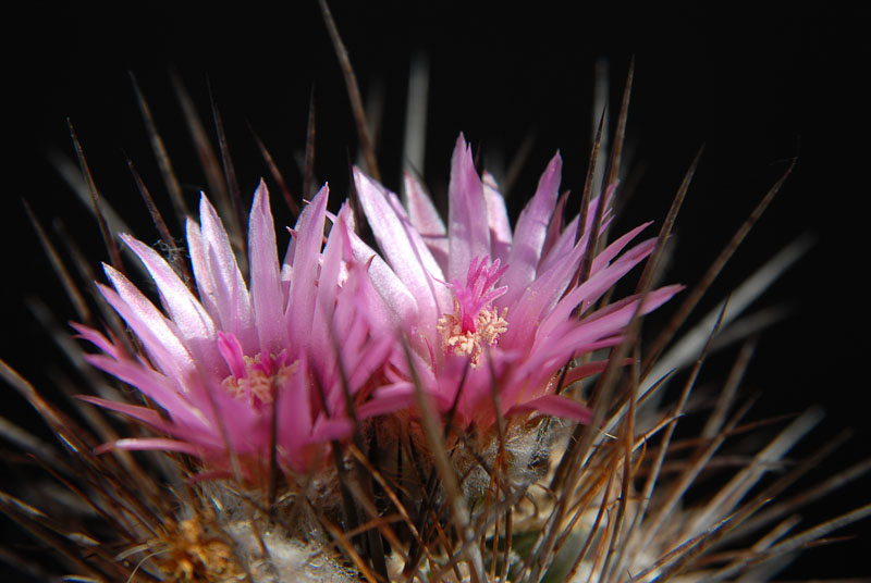 Eriosyce taltalensis WK733  (Nc. rupicola) 2012 Mai05-6.jpg