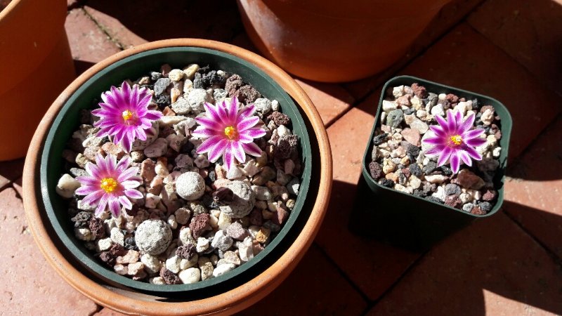 Turbinicarpus valdezianus