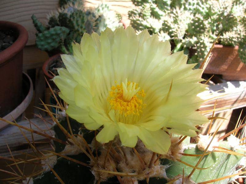 Astrophytum ornatum (05-07-2012)