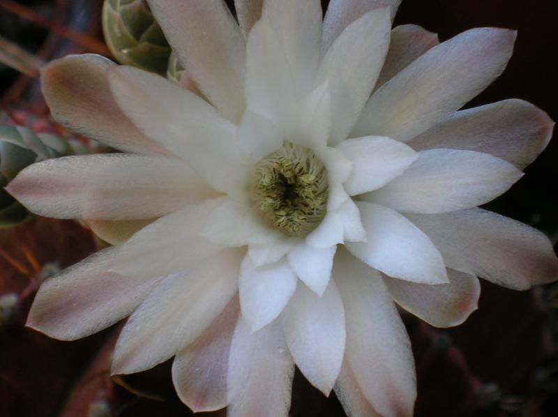 Gymnocalycium mihanovichii (05-07-2012)