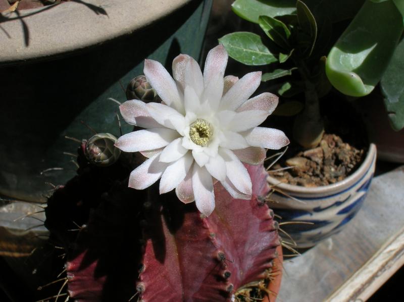 Gymnocalycium mihanovichii (05-07-2012)