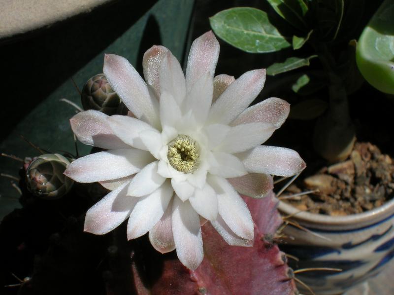 Gymnocalycium mihanovichii (05-07-2012)