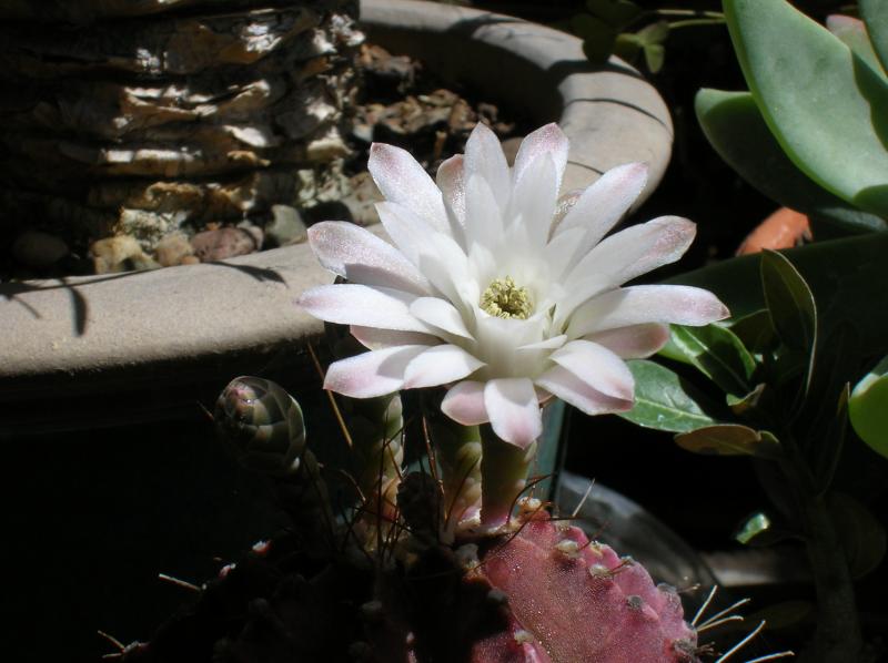 Gymnocalycium mihanovichii (05-07-2012)