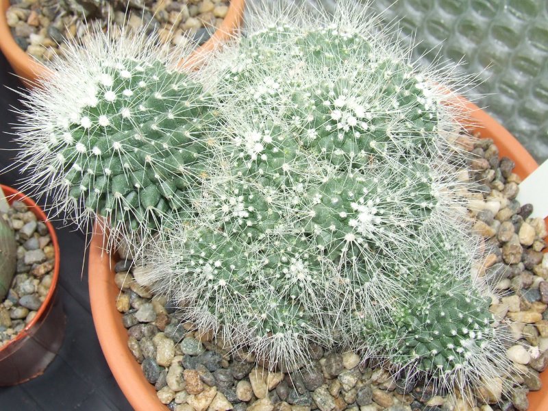 rsz_new_cactus_001.jpg