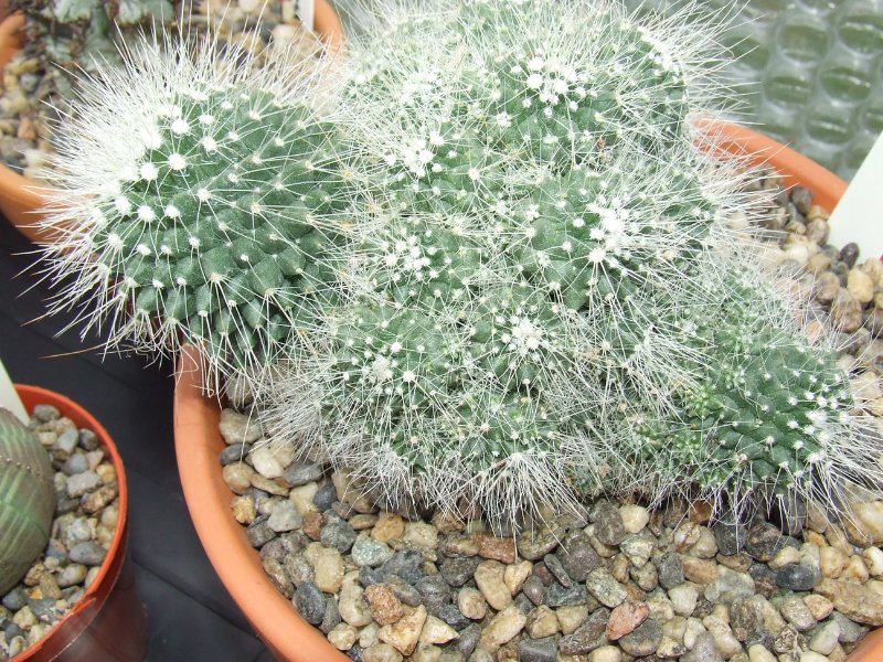 rsz_new_cactus_002.jpg