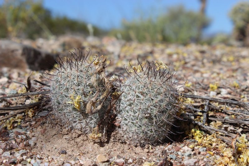 Mammillaria grahamii