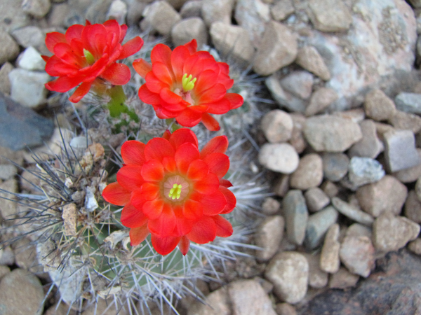 Echinocereus sp1.png