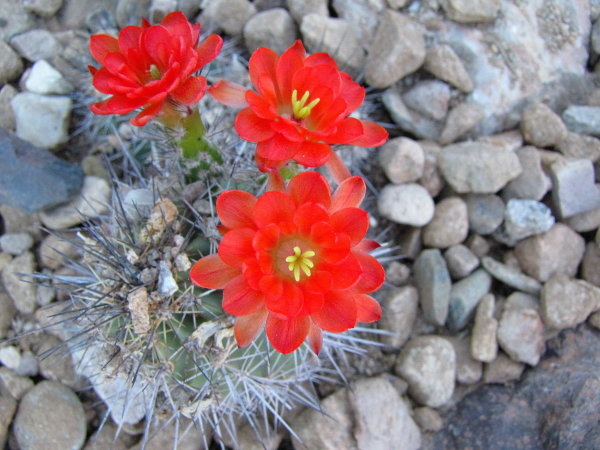 Echinocereus sp3.png