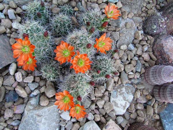 Claret Cup Hybrid3.jpg