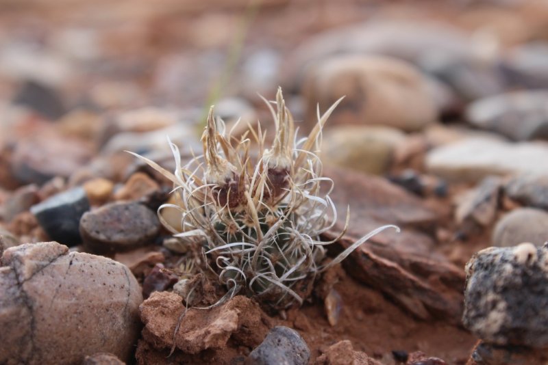 Toumeyana papyracantha