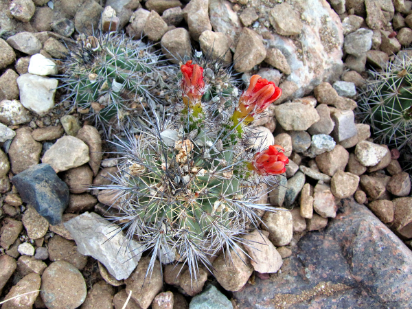 Echinocereus sp4.JPG