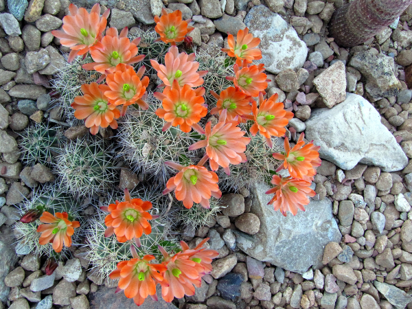 Echinocereus x roetteri1.JPG