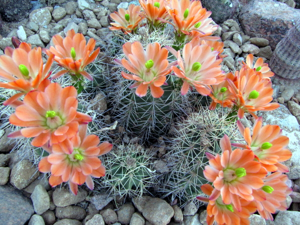 Echinocereus x roetteri2.JPG