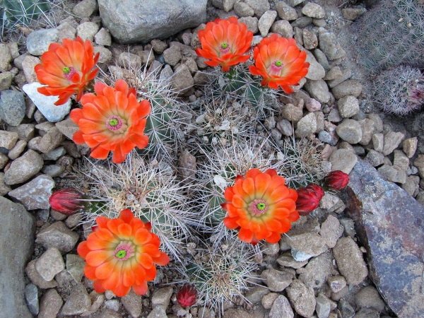 Echinocereus coccineus ssp. rosei1.JPG