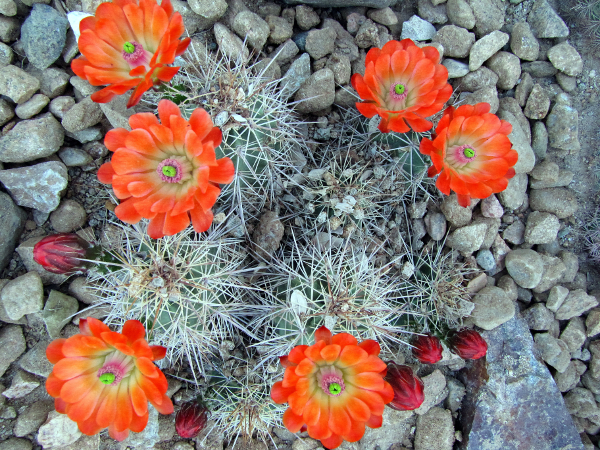 Echinocereus coccineus ssp. rosei2.JPG