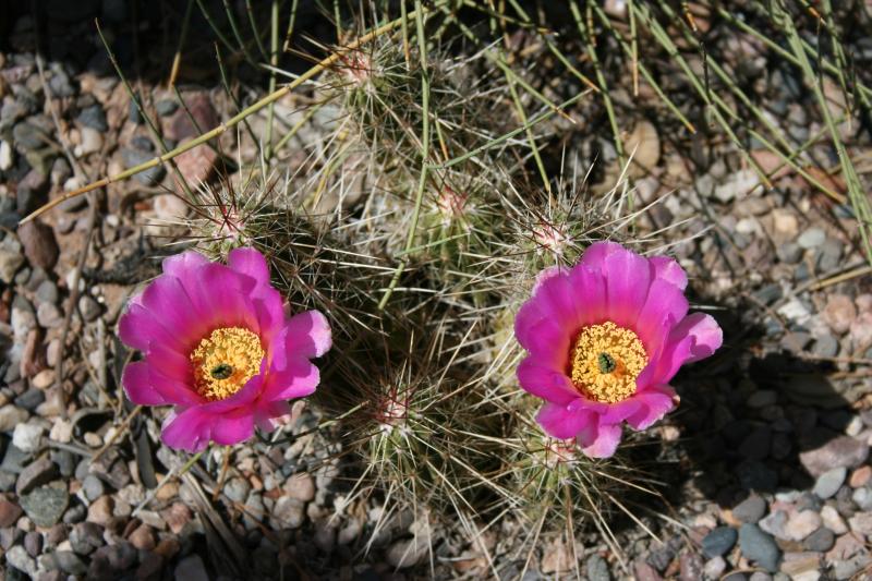 Echinocereus stramineus (Chandler, AZ)