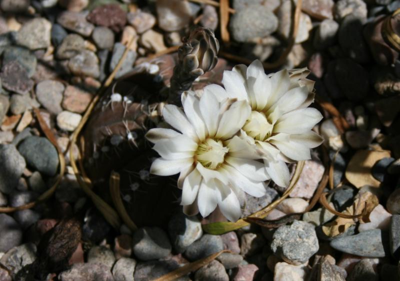 Gymnocalycium ragonesii (Chandler, AZ)