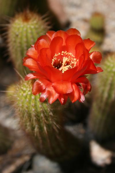 Echinopsis huascha (Chandler, AZ)