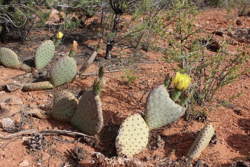 Opuntia sp.