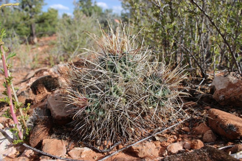 Sclerocactus parviflorus