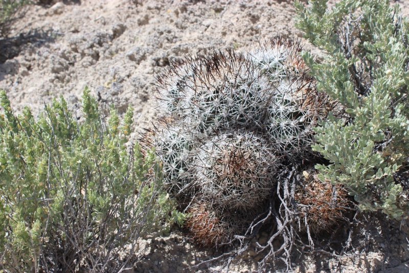 Pediocactus sileri