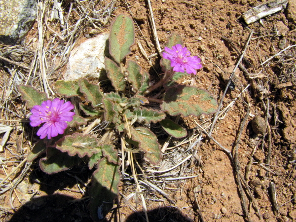 Boerhavia or Geranium.JPG