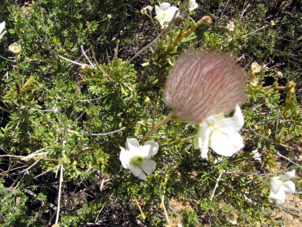 Fallugia paradoxa Apache Plume.JPG