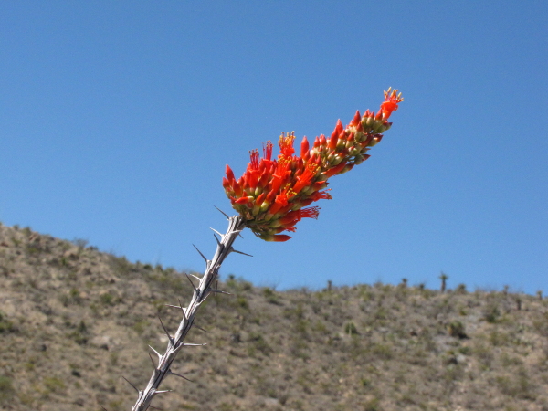 Fouquieria splendens2 Ocotillo.JPG