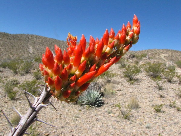 Fouquieria splendens3.JPG