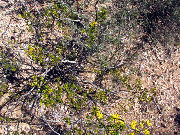 Larrea tridentata.JPG