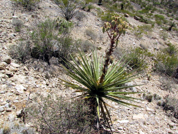 Yucca.JPG