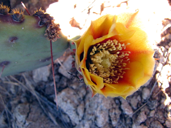 Flowering O_camanchica2.JPG