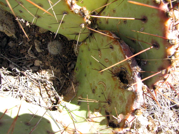 M_grahamii with Opuntia.JPG