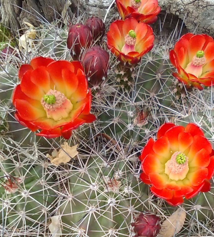 Flowering Echinocerus