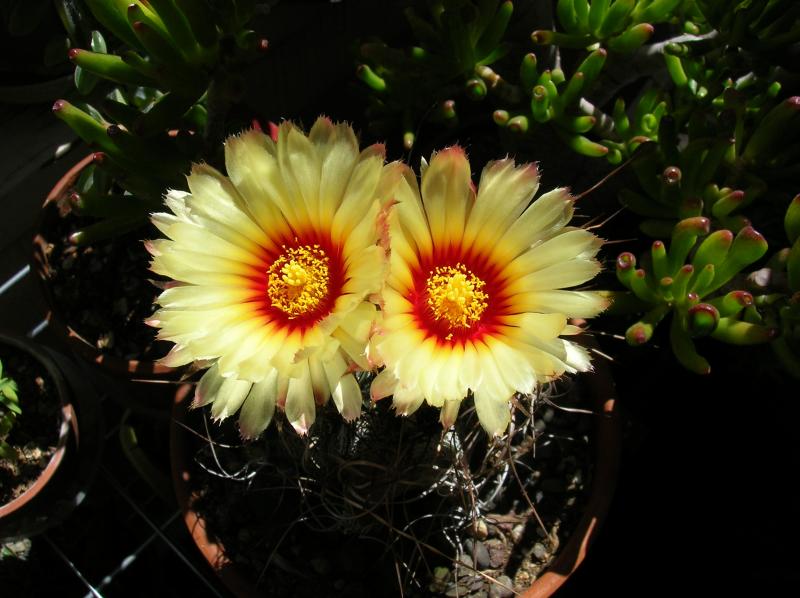 Astrophytum ornatum ssp. niveum (05-20-2011)