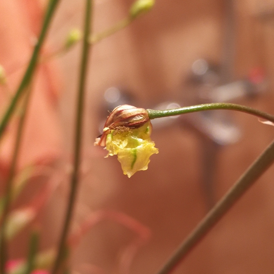 You could see the cover of the seedpot above the new flower