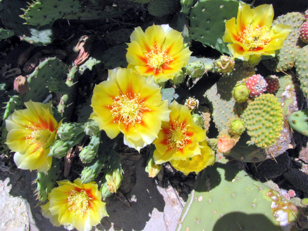 Unknown Opuntia3.JPG