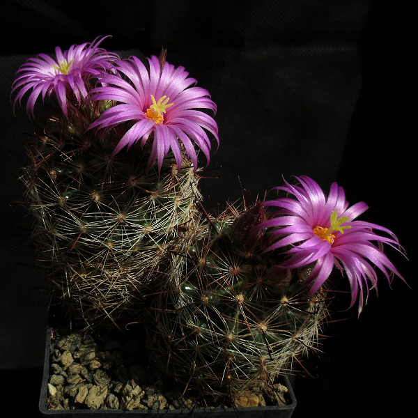 Mammillaria_meridiorosei_Dar154_10023_20170405.jpg