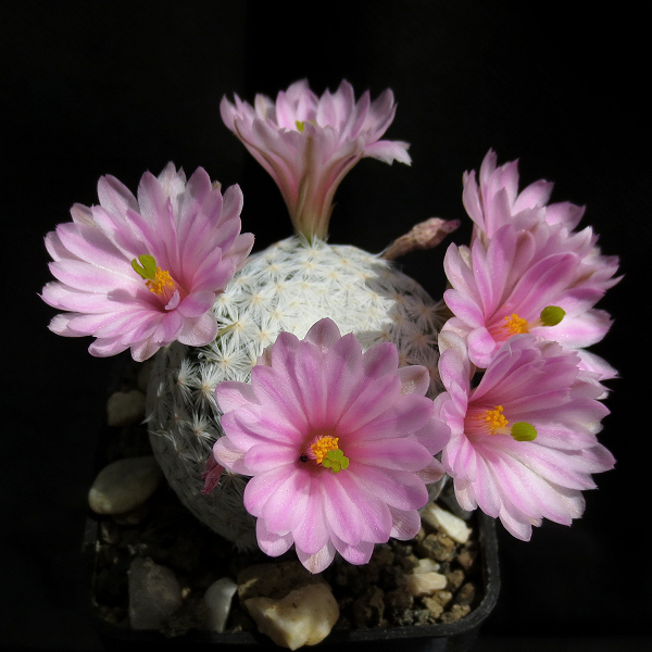 Mammillaria_herrerae_09022_20170415.jpg