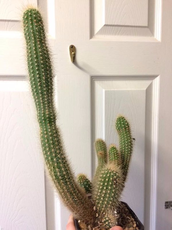 Cactus #1