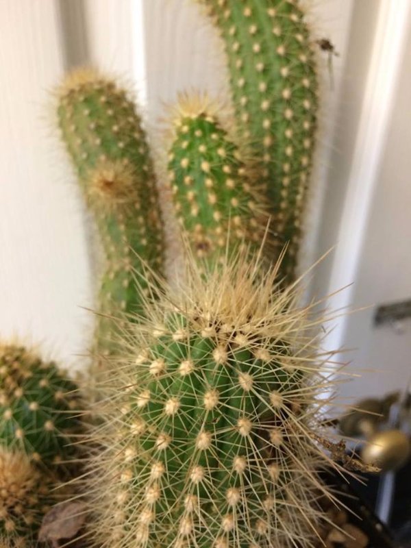 Cactus #1