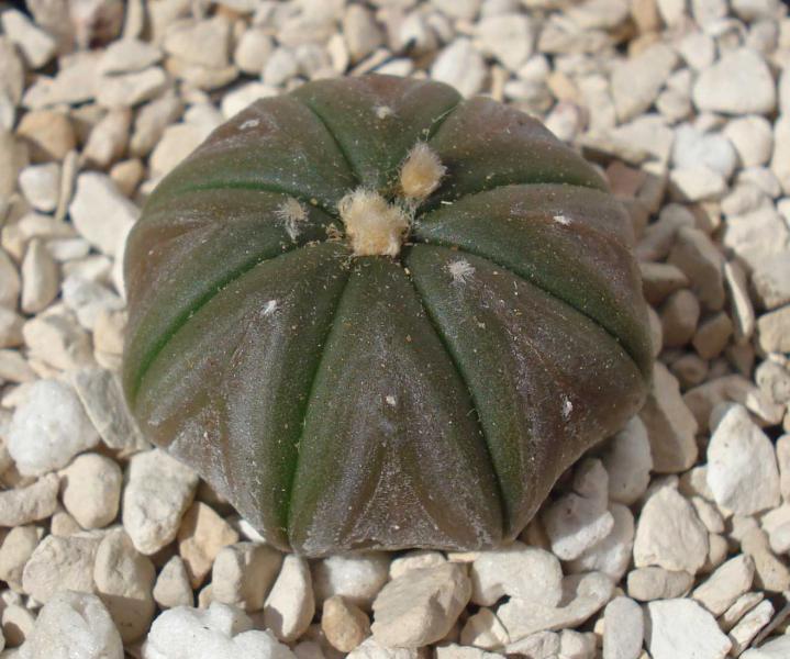 A. Asterias (tiny)