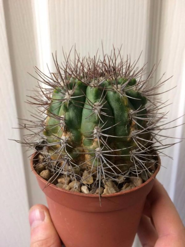 Cactus #2 Gymnocalycium?