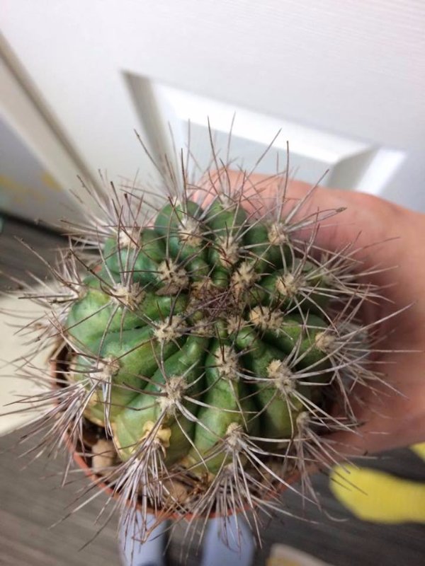 Cactus #2 Gymnocalycium?