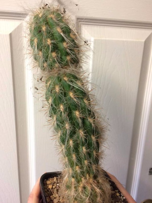 Cactus 3 Oreocereus celsianus?