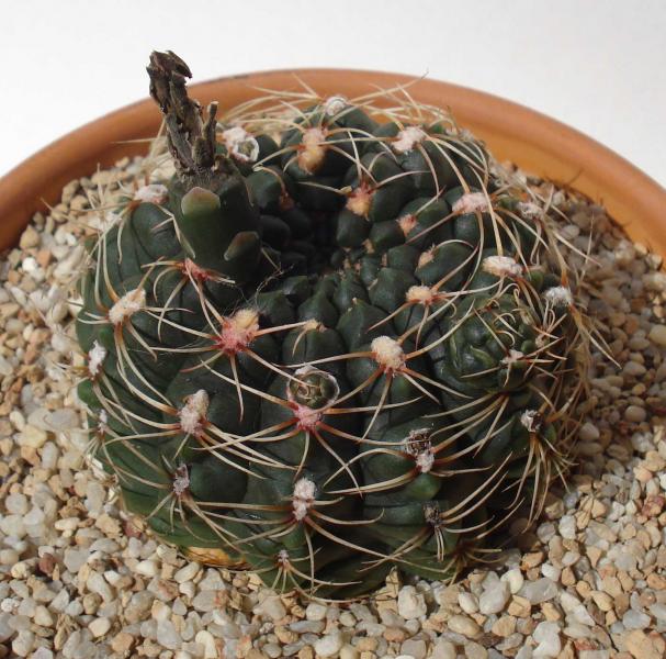 Gymnocalycium Amerhauseri .. its puping from the top, is that normal?