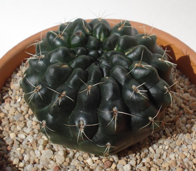 Gymnocalycium Baldianum .. saved from store, not sure if the bad spot will cover over or not
