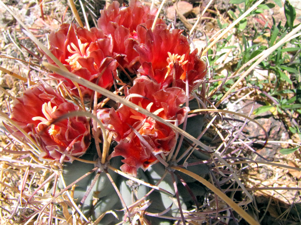 Sclerocactus uncinatus2.JPG