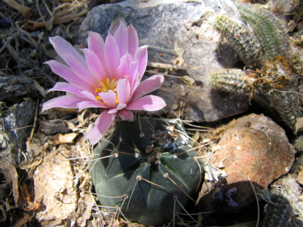 Echinocereus knippelianus1.JPG