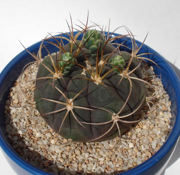 Gymnocalycium Phanzii Sp. Dorisie (according to cactusartbiz, only place ive seen the exact same thing) Maybe my favorite cacti.
